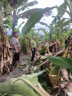 哭泣的災民｜瑞穗青農葉志成種植的6000棵香蕉在颱風中倒了4000棵，政府拒絕補助，鄉農會理事長魏清河大罵官僚不知民間疾苦，縣長徐榛蔚向前來求助的鄉長吳萬德說：「會想辦法讓葉志成減少損失！」