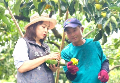 風災減產收購保價 嘉義縣番路鄉農會啟動柿餅季 持續守護這份屬於阿里山麓的甜美滋味！