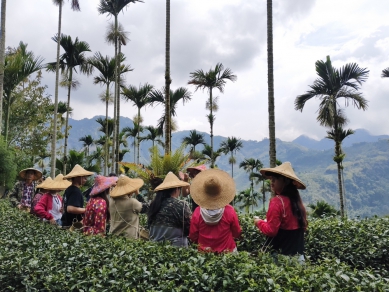 深度茶園療癒之旅 阿里山四季茶旅全新體驗上架