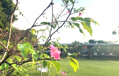 雲林古坑劍湖山旁夢幻秘境「湖光山舍」 寵物友善夜景餐廳櫻花搶先綻放、生態豐富寓教於樂〜