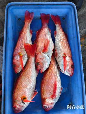 《東台灣美食篇》中秋烤肉｜紅喉正當季，肉質細嫩、油脂豐厚，宜花東季節限定美食。