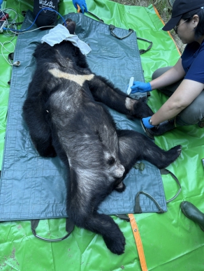 黑熊入侵卓溪雞舍｜78公斤成年公熊，陸續吃掉共53隻雞，設陷阱成功捕獲野放。