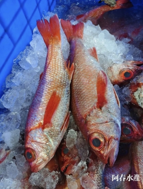 秋來魚肥寒霜降|當季當紅魚種,成功漁港捕獲的紅喉,一天比一天肥,每一隻大致上都是600公克以上的大紅喉。