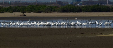 2025黑面琵鷺保育季「我愛黑琵」寫生比賽開跑！26日七股登場