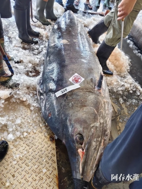 立翅旗魚｜進入盛產期，肉質細緻、入口柔嫩，消費者嘗鮮趁現在！