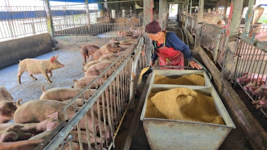 非洲豬瘟案南部養豬業者繃緊神經