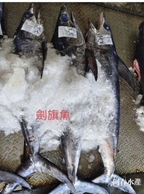 《東台灣美食篇》進入盛產期｜旗魚種類有哪幾種？