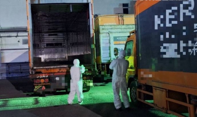 運送非洲豬瘟肉清單遲交高雄衛生局重罰嘉里大榮300萬