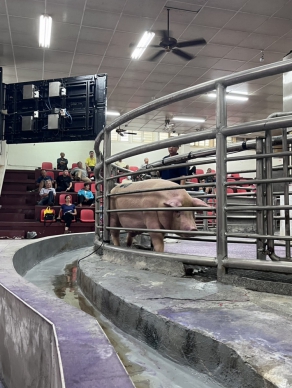 非洲豬瘟禁運禁宰全面解除｜花蓮豬肉市場恢復穩定交易，與禁運前最後平均價格變動不大，顯示市場信心逐步回穩。