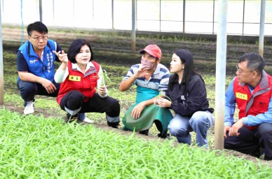 鳳凰颱風來襲 雲林縣長張麗善等人關心稻米及蔬菜採收情形 盼颱風儘快遠離、雲林災損輕