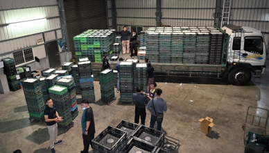 25萬顆毒蛋由地檢署專案人員協助,押運至堆肥場銷毀。(照片縣府提供)