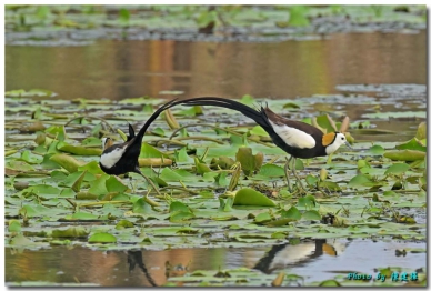 林保署嘉義分署公私協力創造浮葉棲地 水雉漫步美景重現嘉義縣九芎埤  吸引2公1母水雉進駐  留下1巢4顆卵的繁殖紀錄