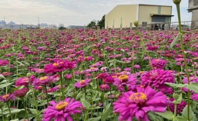 大寮紅豆花田季即將登埸
