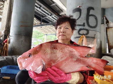 千年鯛｜2公斤，超過半年沒遇見了，成功漁港捕獲！