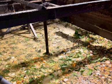 惡意開暗管餵廚餘　屏東九如母女豬場重罰240萬、防疫破口曝光