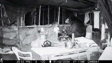 阿里山達邦村熊出沒  高約160公分台灣黑熊四度闖入工寮 林保署嘉義分署將安裝「防熊電踏墊」及「防熊電圍籬」 攜手達邦部落合作驅熊