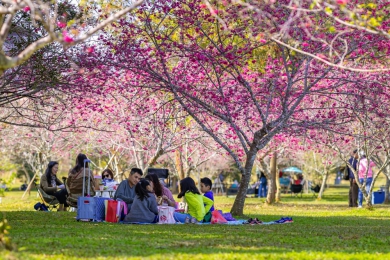 櫻花林下的微醺時光：2026暨大櫻花季 民歌串聯咖啡與在地情懷