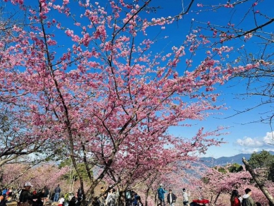 2026桃源櫻花季粉紅大爆發 2/1邊賞花邊聽音樂