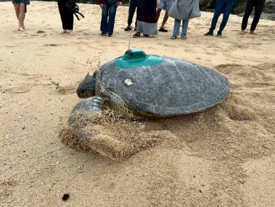 海龜冬季12月回小琉球產卵歷年首見海保署分析可能跟海溫上升有關
