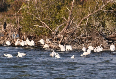阿里山藝術X鰲鼓手作X高鐵聯票優惠 濕地賞候鳥串聯山林風景  嘉義分署邀民眾「慢慢玩、深度看」