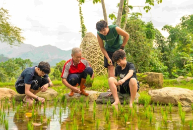 記憶中的流水聲回來了〜南投鹿谷秀峰水梯田再獲金質榮耀！