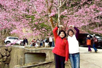 雲林古坑草嶺櫻花盛開人潮湧現 縣長張麗善等人勘查交通疏運、慰勞執勤人員