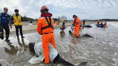 屏東驚傳小虎鯨集體擱淺4隻死亡另7隻海保署全力搶救野放大海