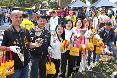雲林斗南馬鈴薯節熱鬧登場 千人下田體驗採收推廣食農教育