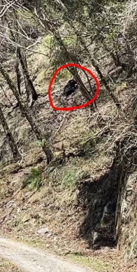 熊群漸往新竹苗栗淺山區域活動  遊客須留心黑熊出沒