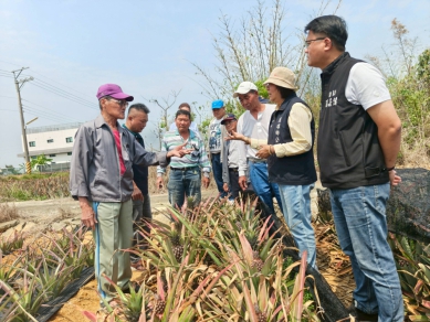 民雄鄉鳳梨受乾旱影響生長不良 鄉長林于玲現場會勘關心農民