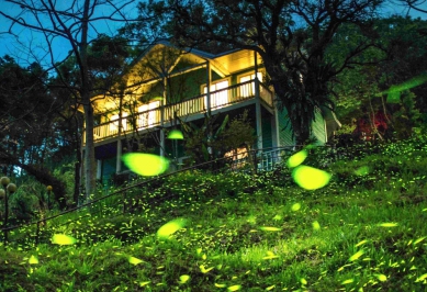 嘉義的光不間斷 嘉義縣山區4月賞螢季浪漫開跑！