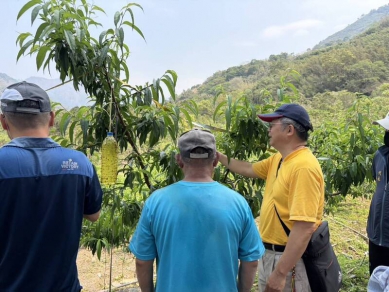 冬旱那瑪夏水蜜桃3成受災獲現金救助每公頃14萬元