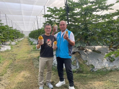 從金融戰場到木瓜農場  農糧署輔導  胡克強青木堂果菜生產合作社  全國首發取得木瓜TGAP PLUS集團驗證團體之一