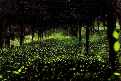 降雨不足高雄那瑪夏賞螢季延長至5月3日