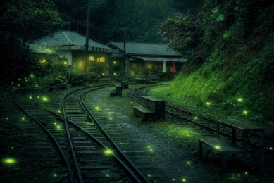 阿里山賓館「螢來星光，奇幻旅程」 國際級鐵道螢河親子步道賞螢趣