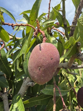 晴雨交替氣溫漸高芒果病害防治
