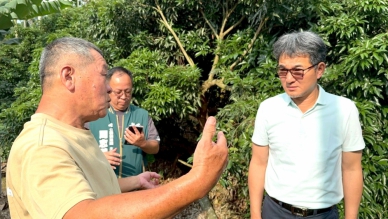 雲林縣全品項荔枝納入天然災害現金救助 5/16起全面受理申請 立委劉建國籲請受災果農速向各鄉鎮市公所申辦！