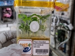 台灣種子太空旅行200天返回地球  開放中小學參與徵選栽種