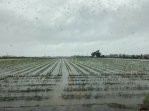 連日豪大雨，彰化縣農作物嚴重災損。（照片縣府提供）