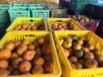 協助調節柑橘產銷  立委楊瓊瓔爭取柑橘採購加工補助經費2892萬元