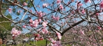 小半天櫻花冬筍季 櫻花約在春節盛開