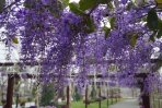 夢幻紫色許願藤（錫葉藤），成美園區春日乍暖紫氣東來。（照片成美提供）
