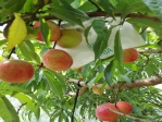 低海拔水蜜桃推廣三年有成  品質口感甜度和高山水蜜桃一樣