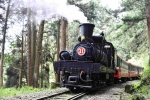 林鐵《楓雲季會》主題列車年度限定  12月推出一日行程  由阿里山生態攝影達人黃源明帶領遊客搭乘SL-31百年蒸汽火車