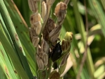 中興大學篩選出對抗水稻稻黑椿象的本土蟲生真菌菌株