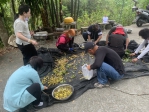 台中霧峰桐林「普願生態園區」開放民眾預約採摘橄欖