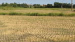 中市農業局宣導稻草剪段翻耕  每公頃補助千元