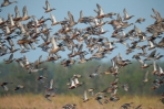 近千隻雁鴨科在鰲鼓濕地森林園區現身 琵嘴鴨目測約400隻以上