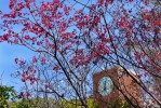 大葉校園櫻花盛開了。（照片大葉提供）