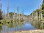 防制水漾森林遭汙染  嘉義林管處與協作業者簽署水漾森林環境維護公約 宣誓共同維護山林環境決心